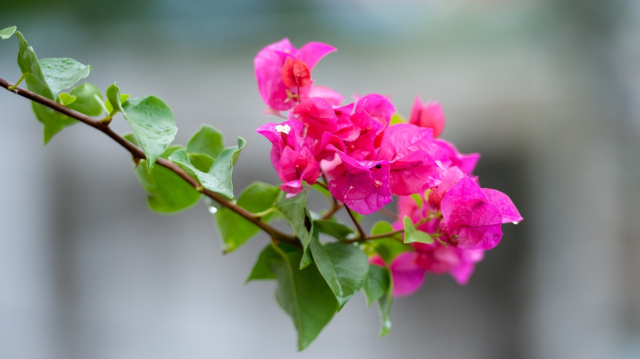 flower  red  nature free photo