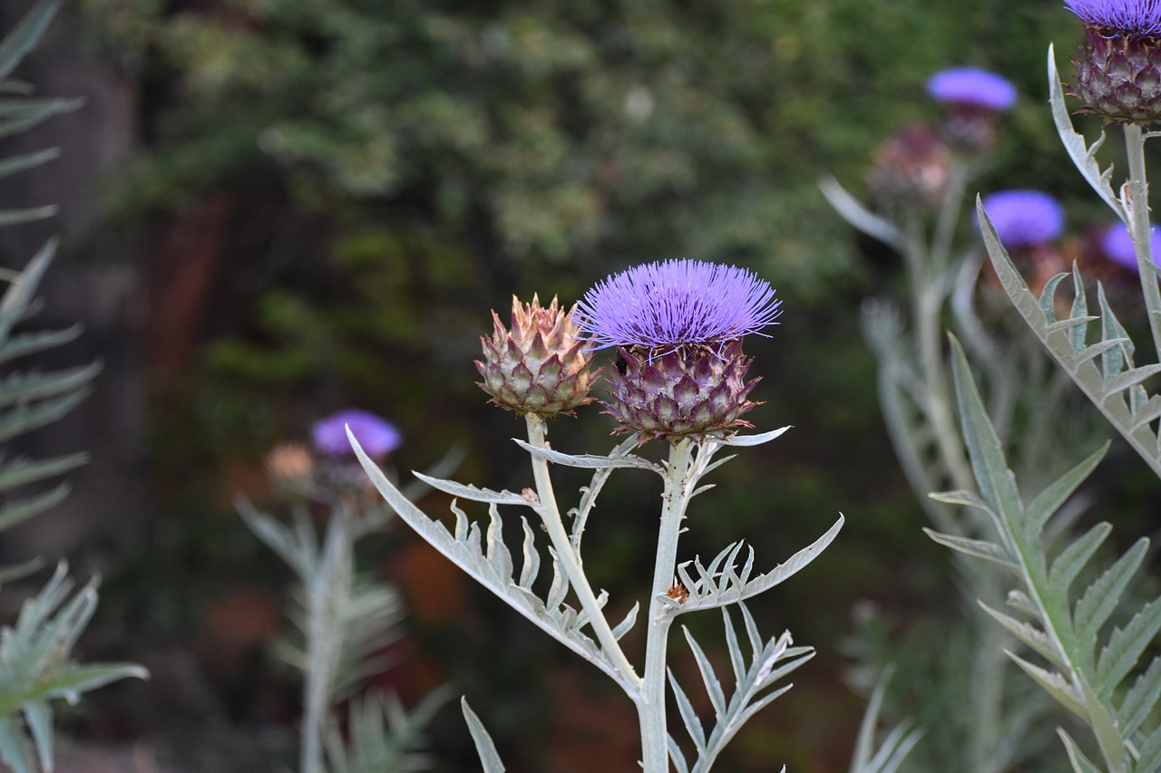 flower  bloom  nature free photo