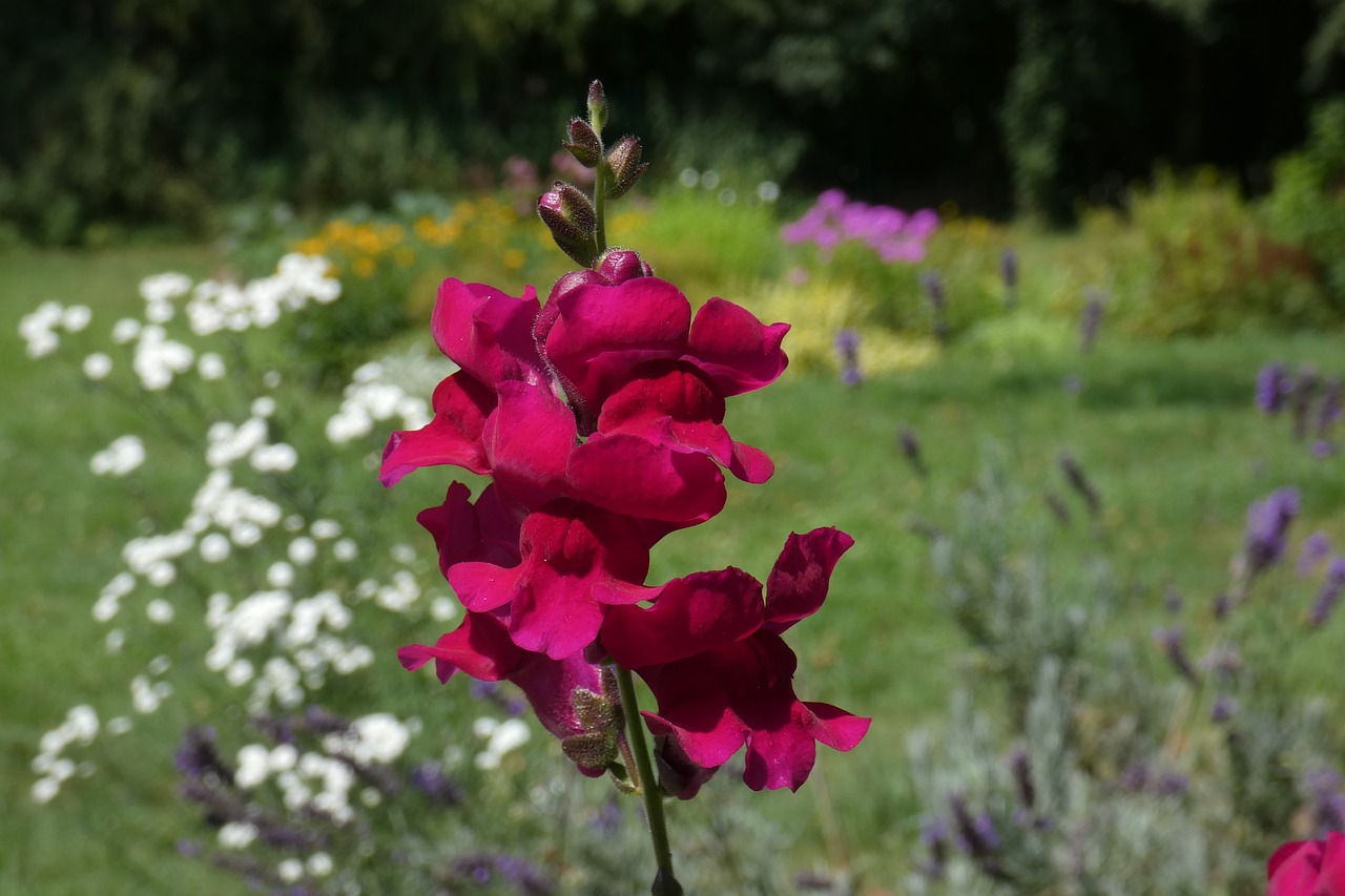 Вельвет цветы. Цветок вельвет. Бархатные цветы. Velvet Flower.