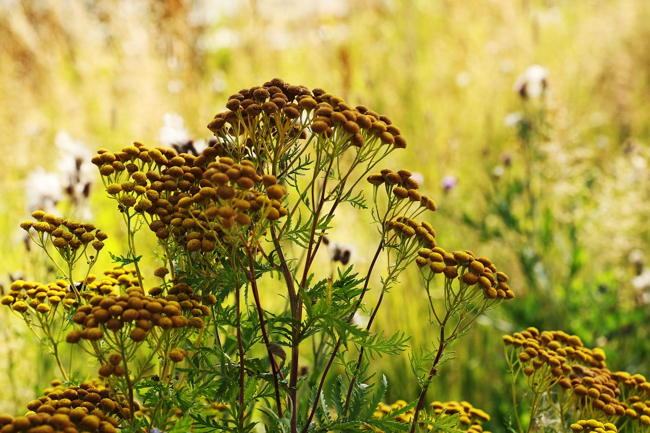 flower  growth  wild flower free photo