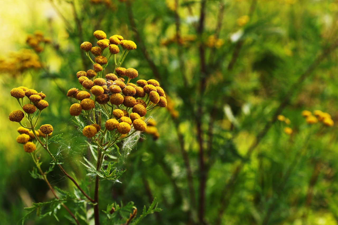 flower  growth  wild flower free photo