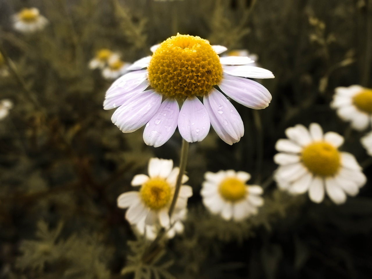 flower blossom bloom free photo