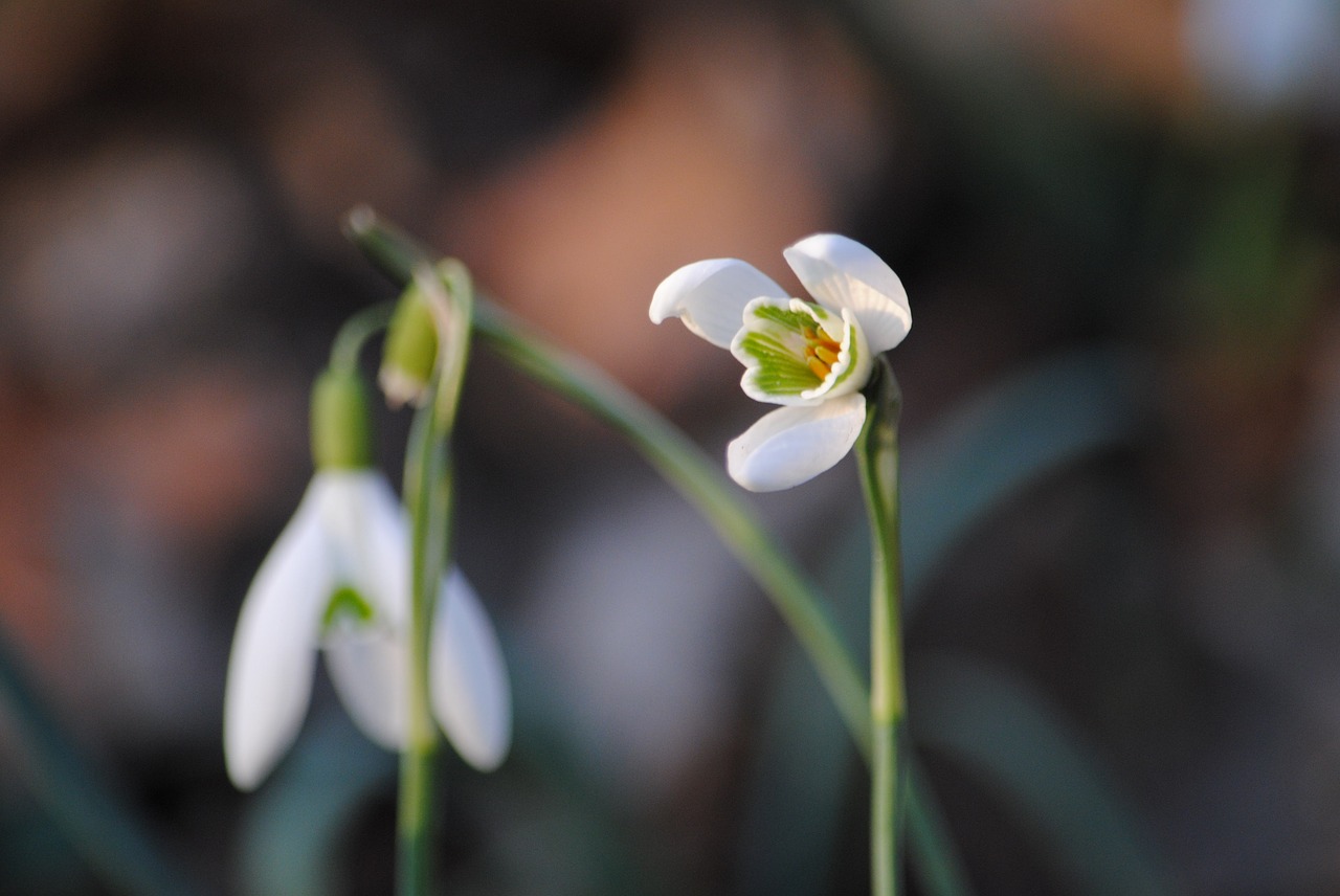 flower  spring  plant free photo