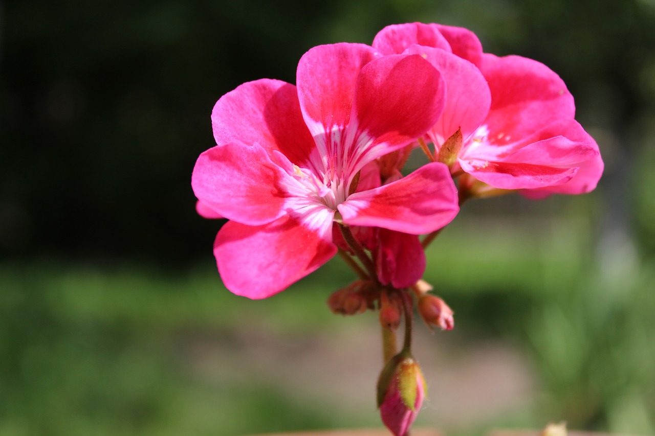 flower  the petals  plant free photo