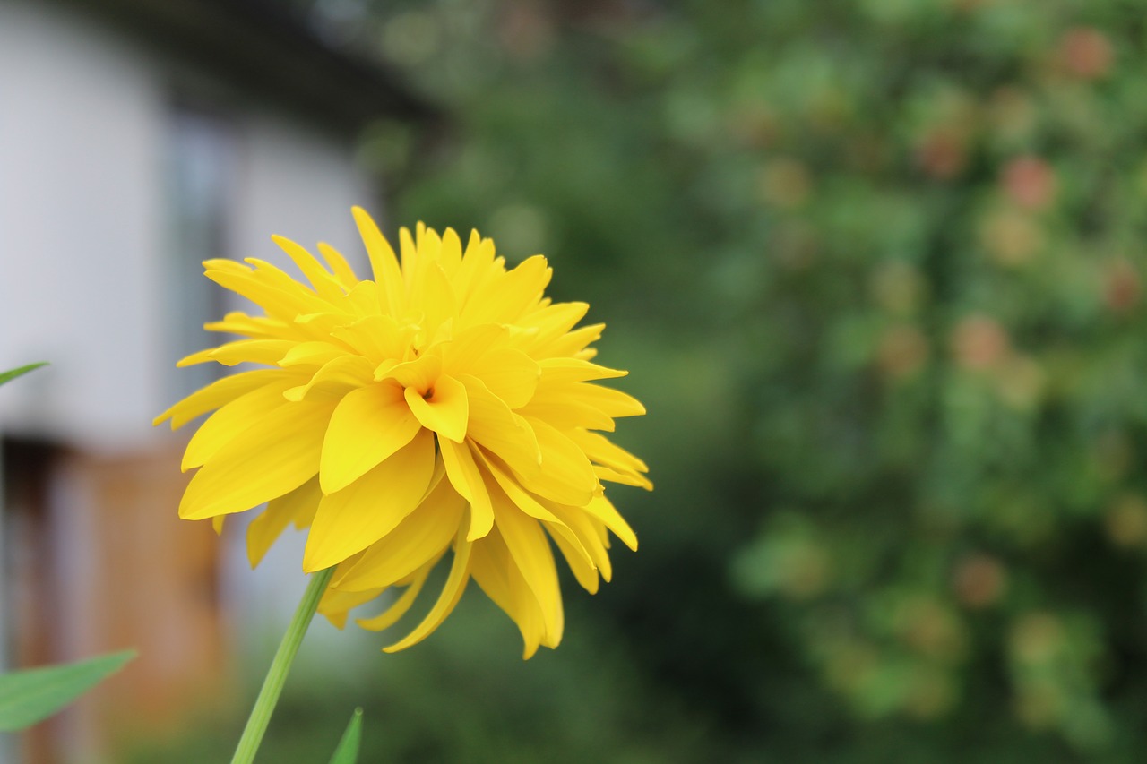 flower  yellow  the petals free photo