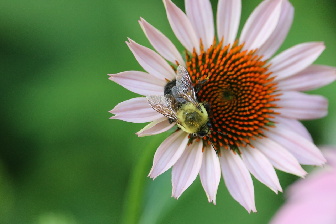 flower  bee  nature free photo