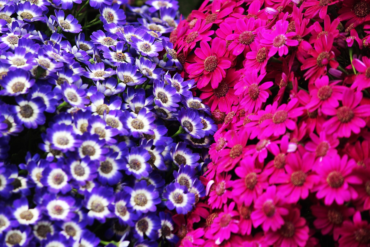 flower  purple  pink free photo