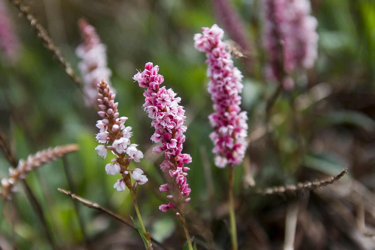 flower  pink  england free photo