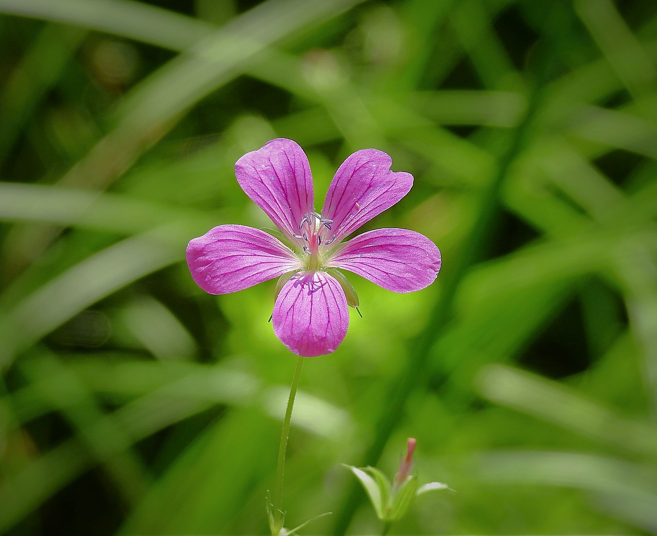 flower  beauty  summer free photo