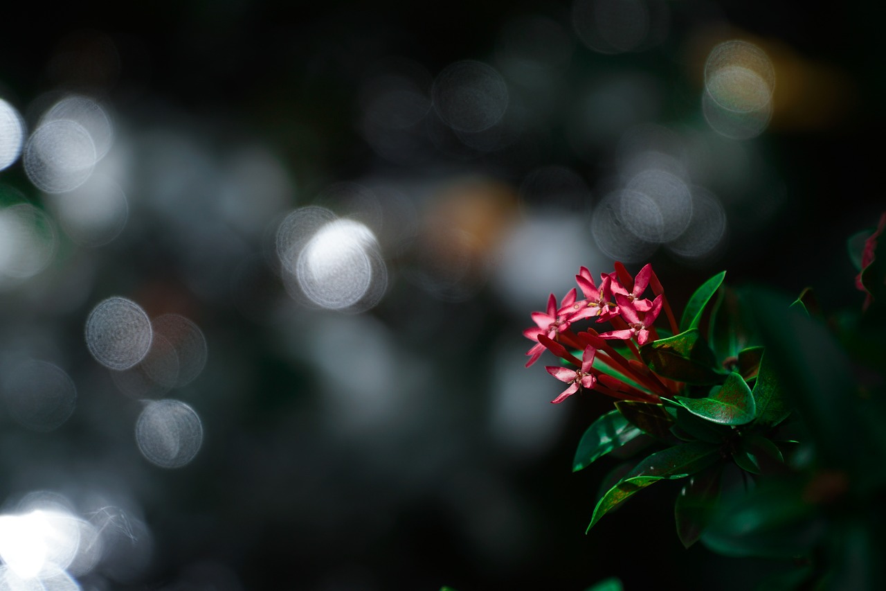 flower  bokeh  plant free photo