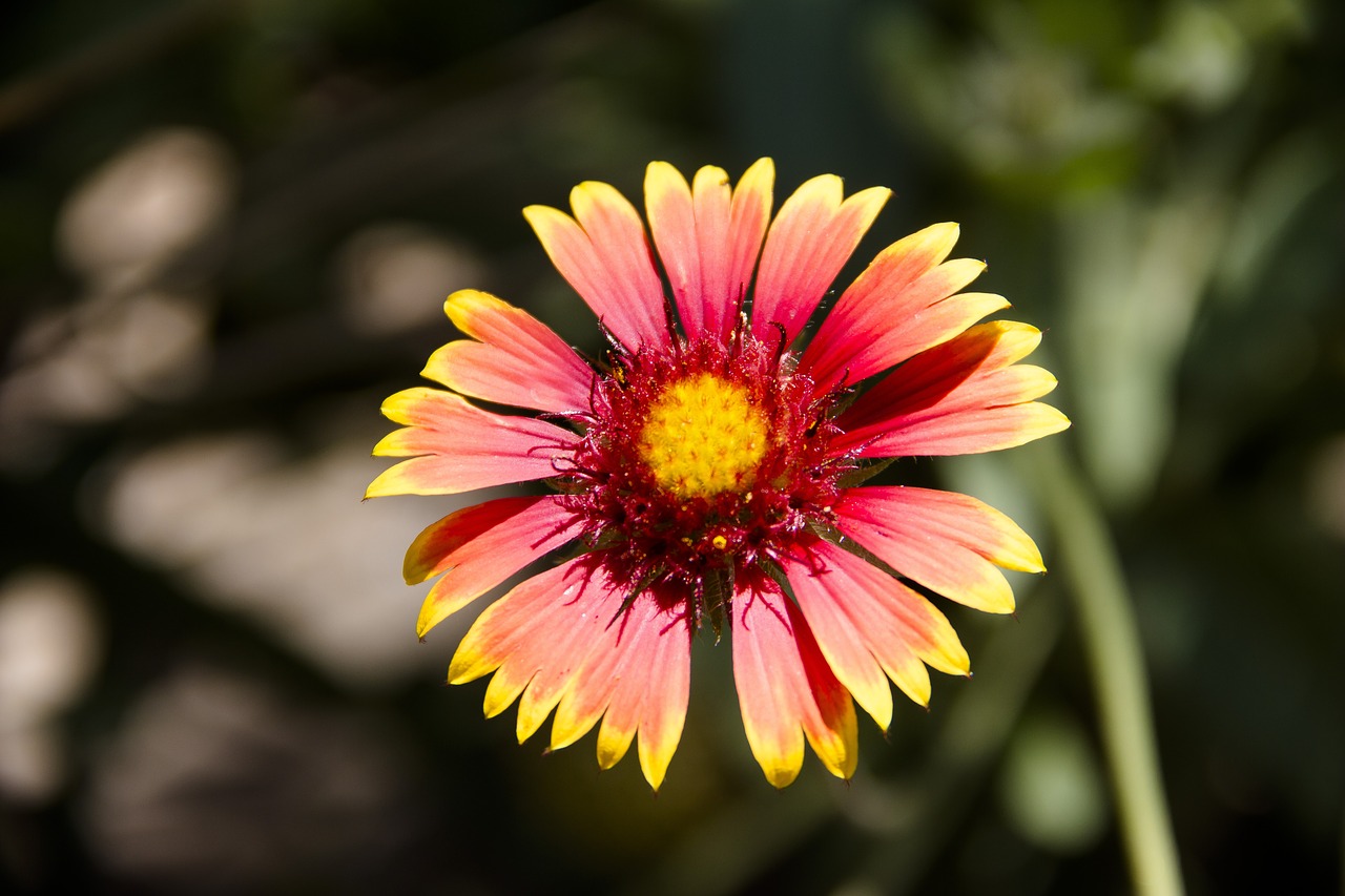 flower  macro  bloom free photo