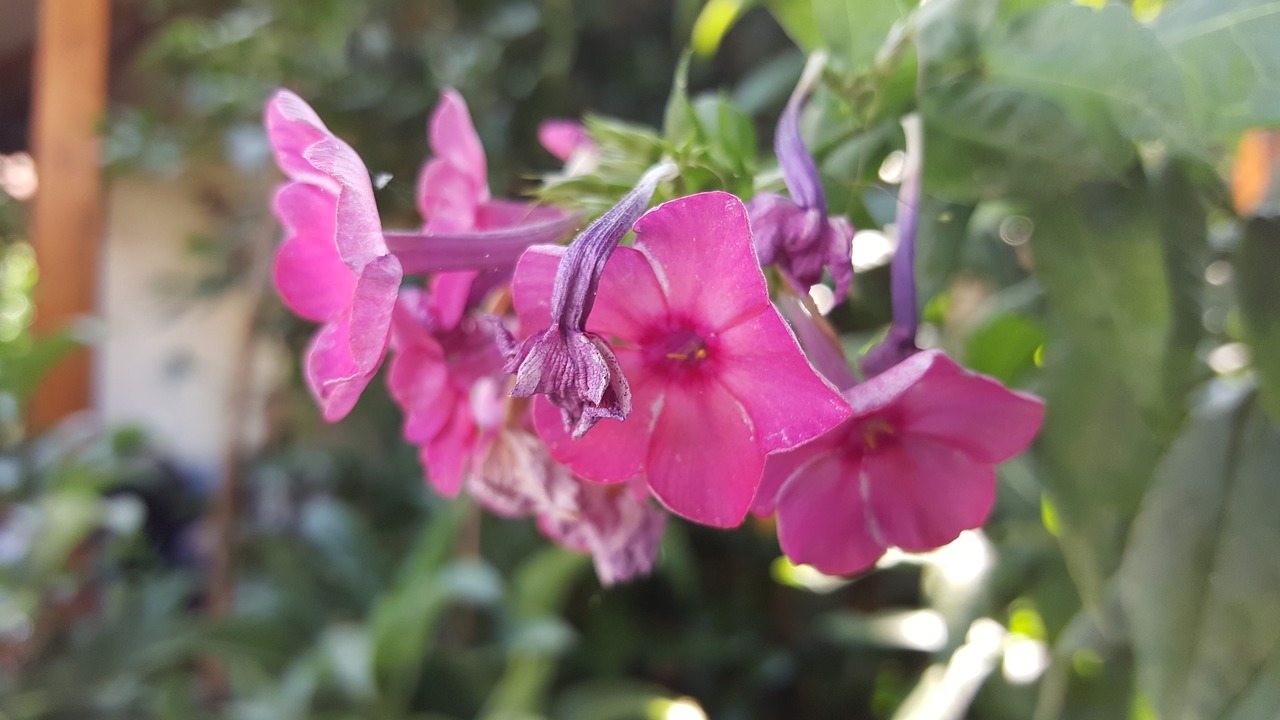 flower  pink  garden free photo