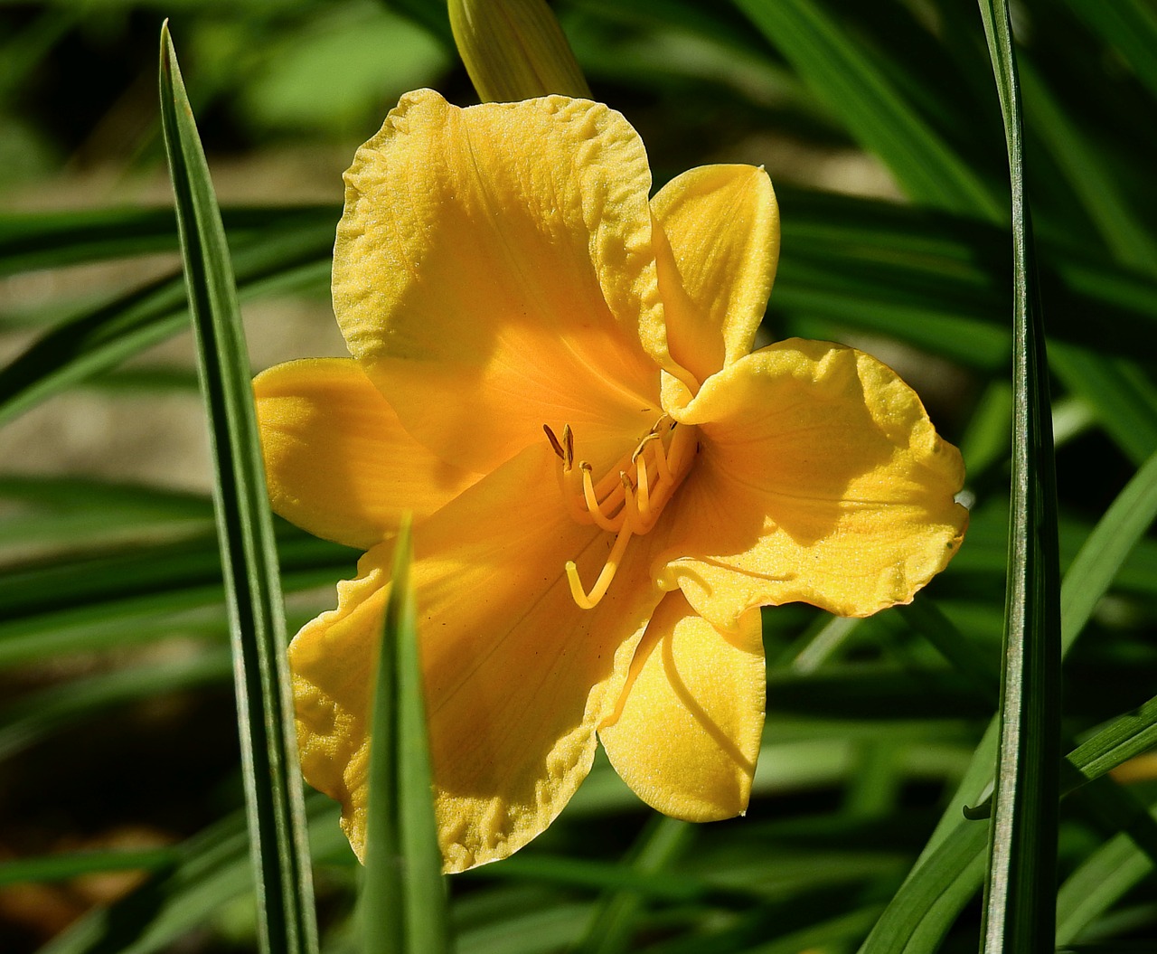 flower  yellow  garden free photo