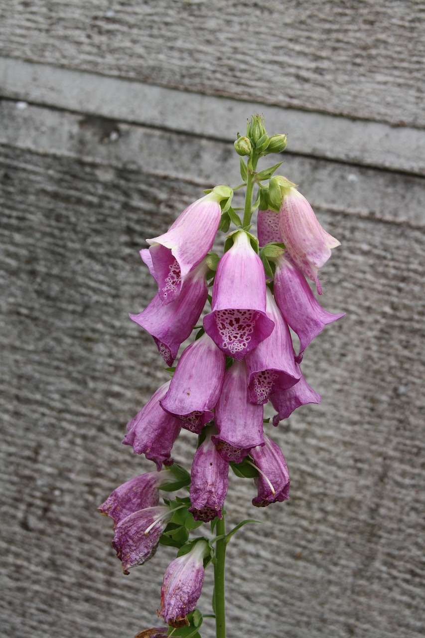 flower  digital  digitalis free photo