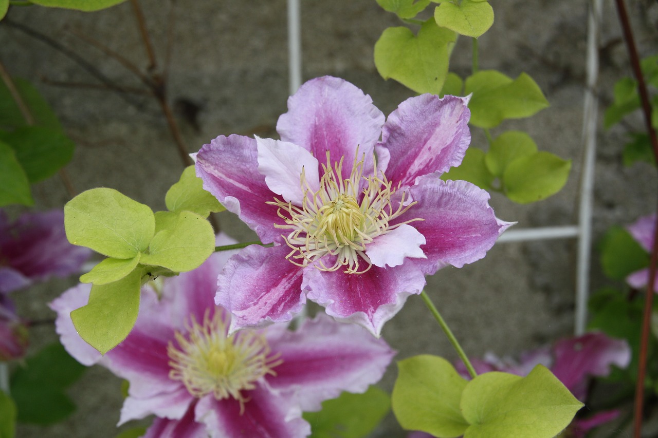 flower  clematis  petals free photo