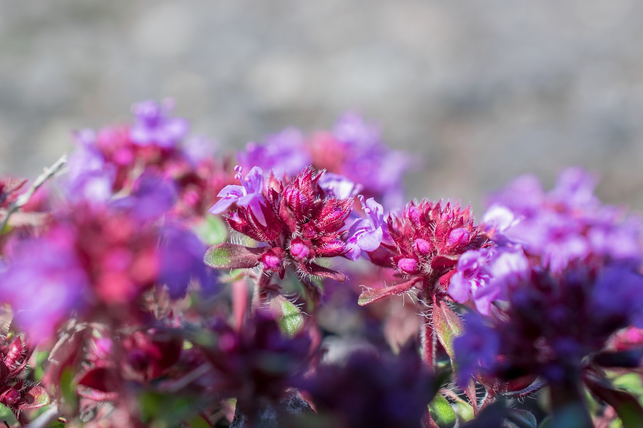 flower  close up  macro free photo