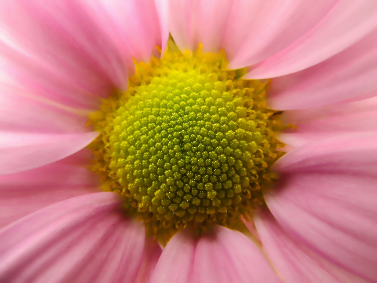 flower  macro  close up free photo