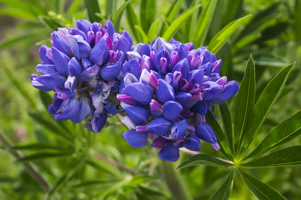 flower  bloom  close up free photo