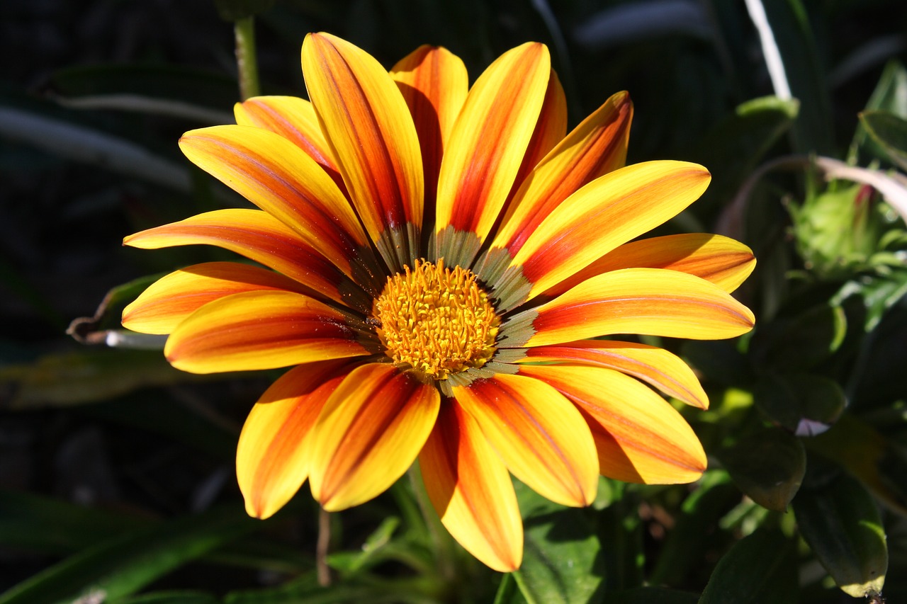 flower  orange  yellow free photo