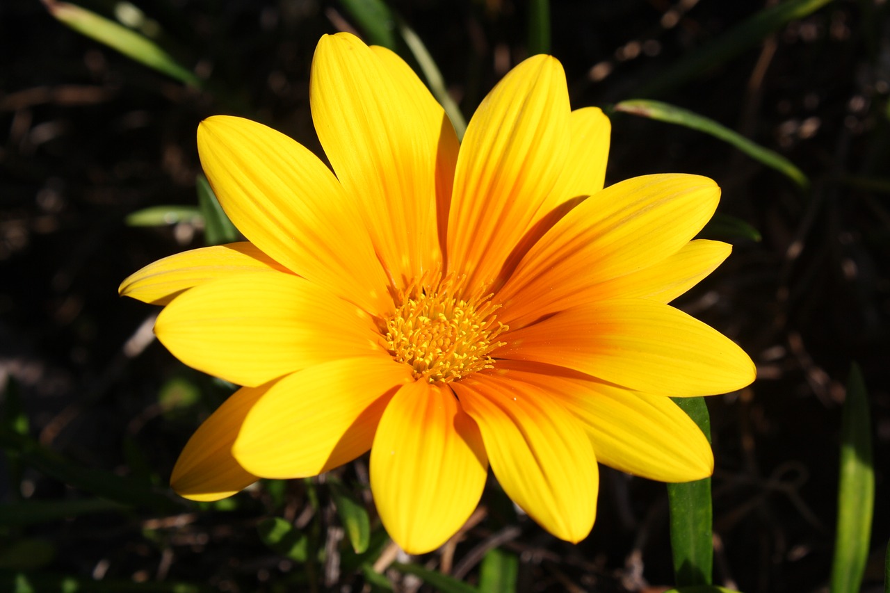 flower  yellow  sunny free photo