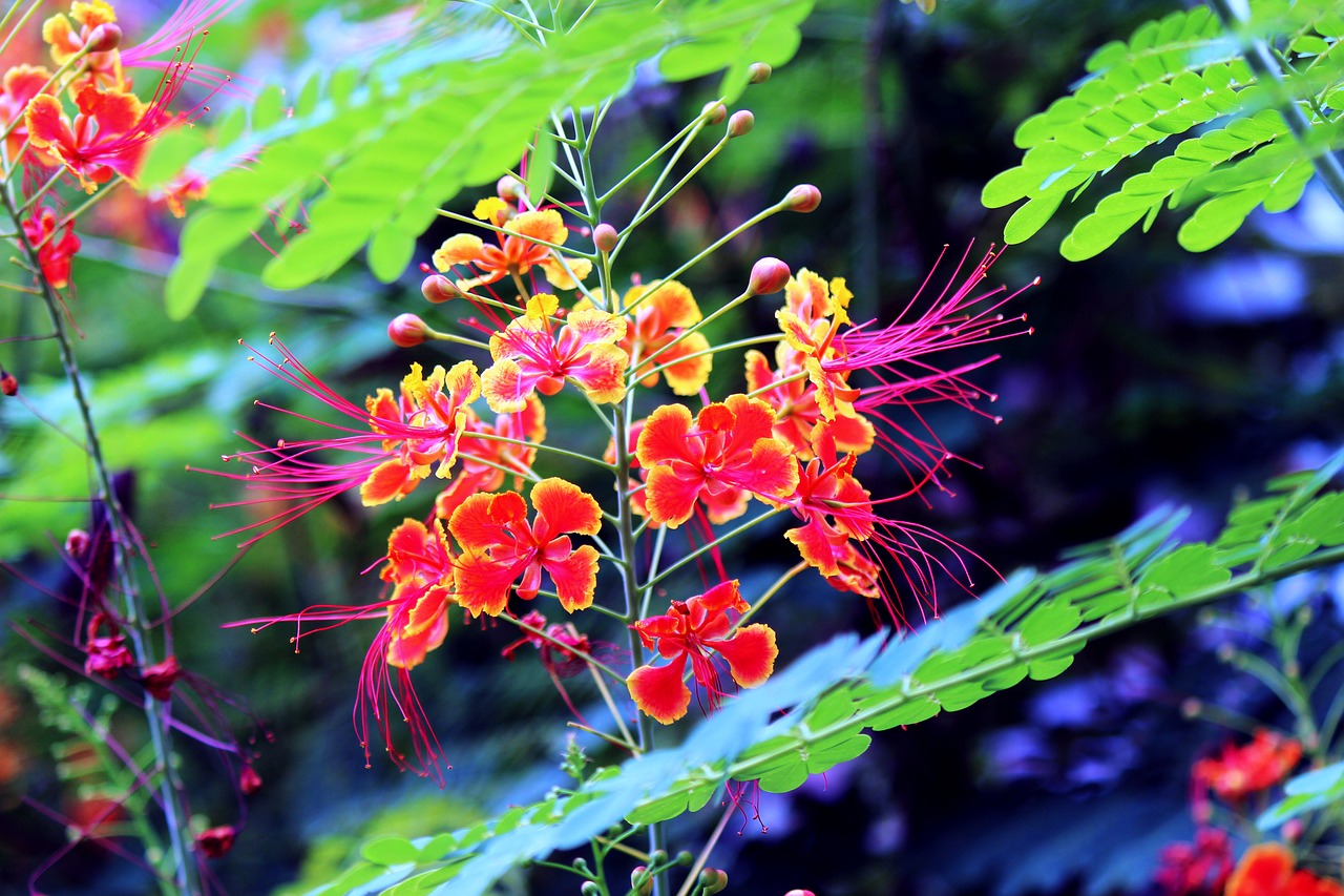 flower  red  green free photo