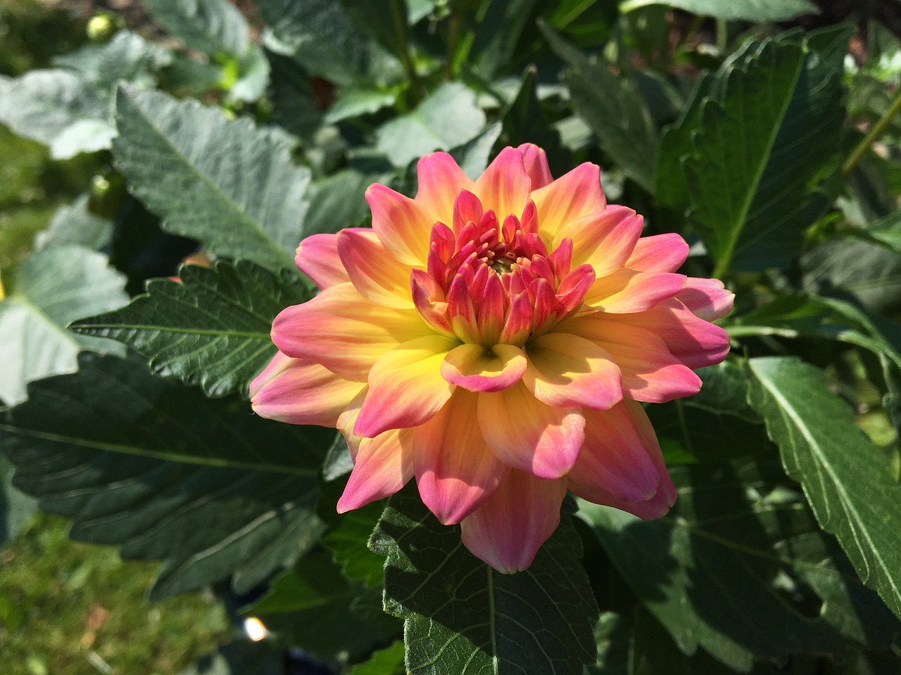 flower  dahlia  garden free photo