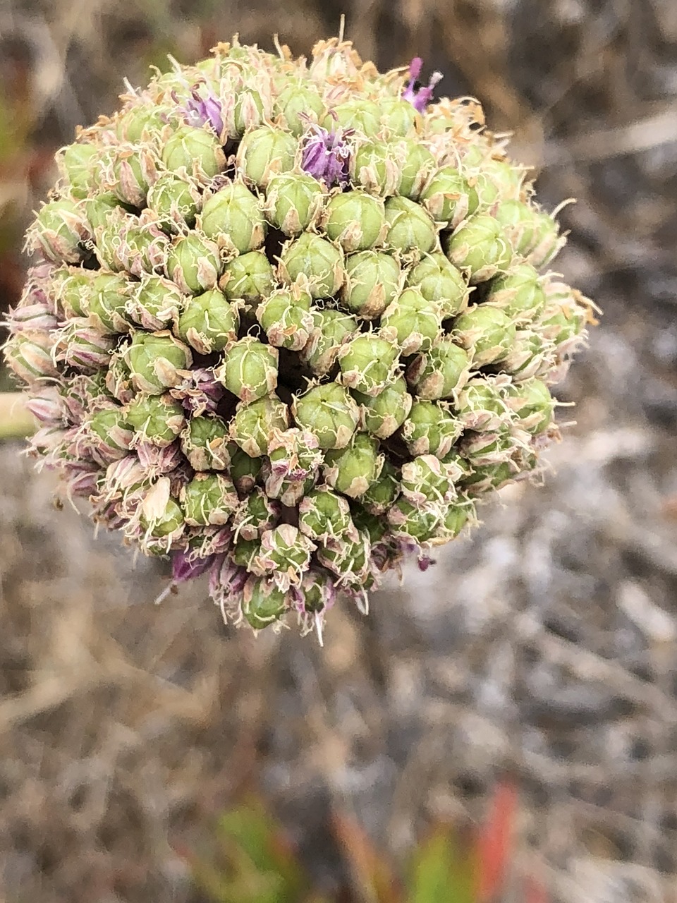 flower  summer  portugal free photo