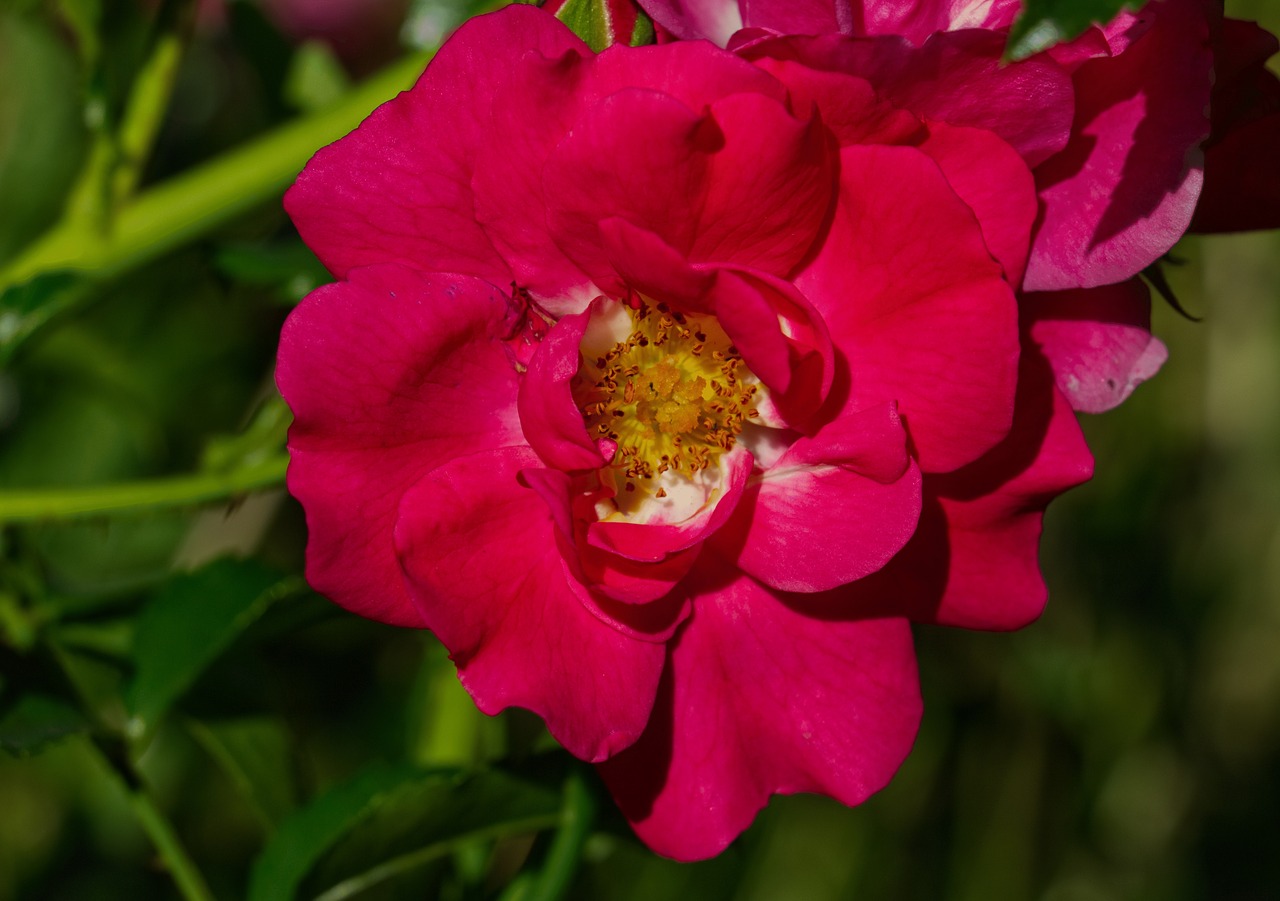 flower  red  blossom free photo