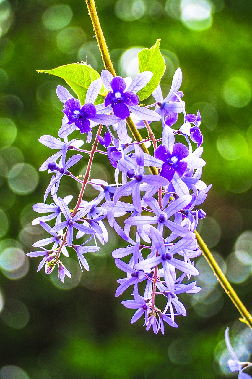 flower  thailand  summer free photo