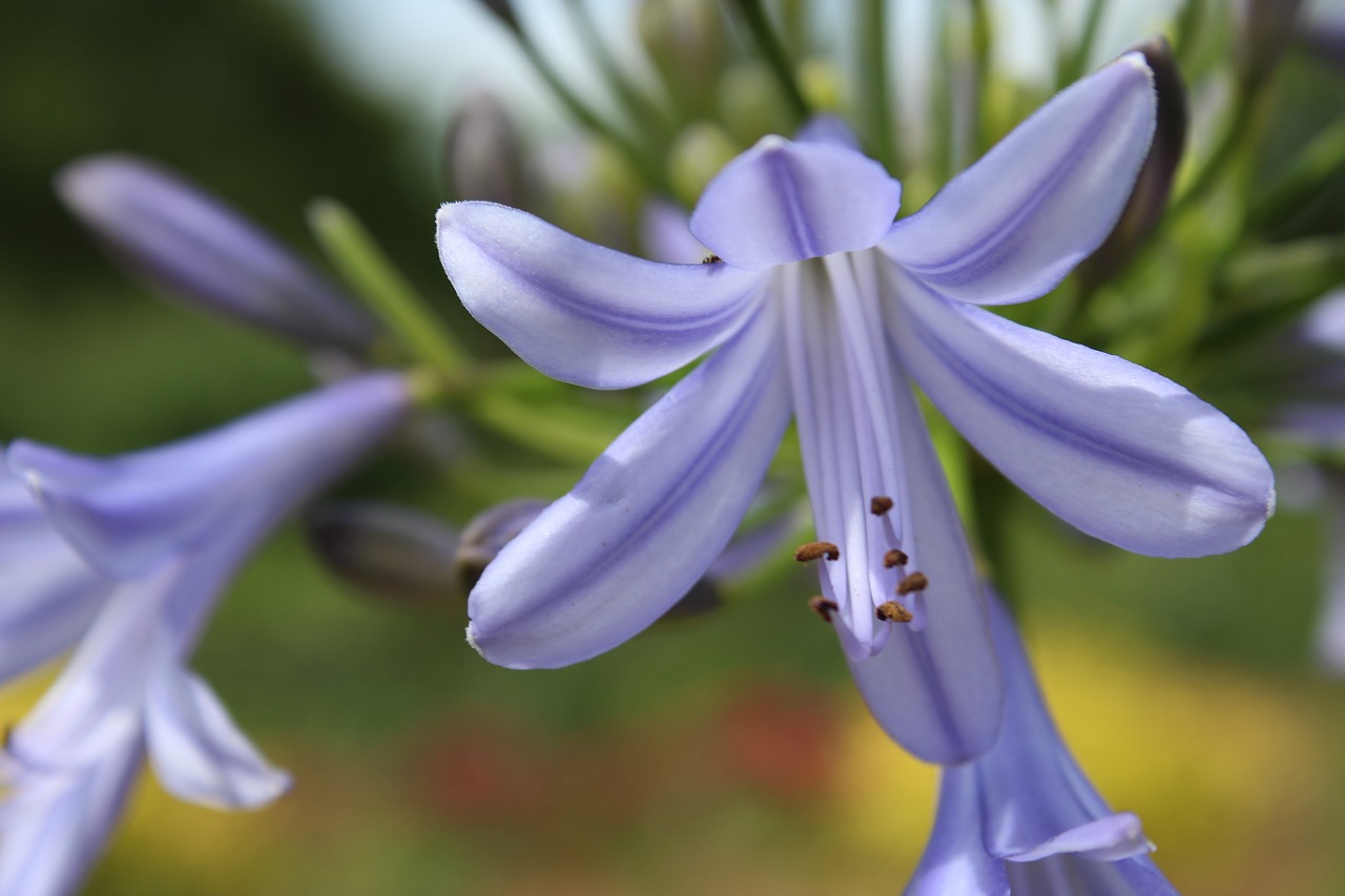 flower  purple  close up free photo