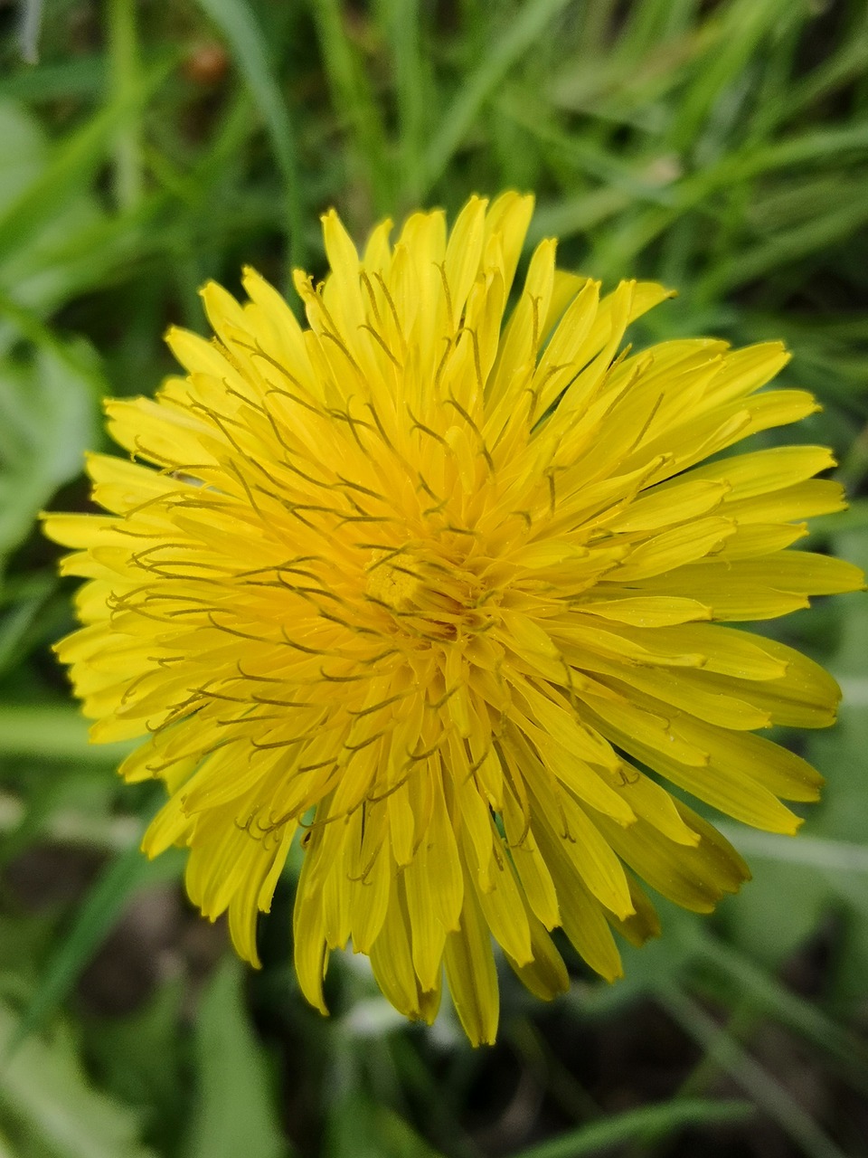 flower  dandelion  spring free photo