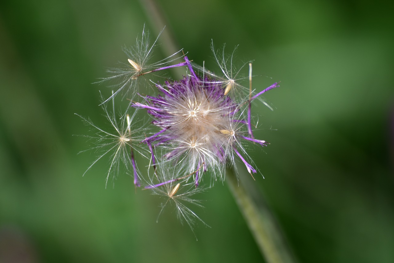 flower  bloom  purple free photo