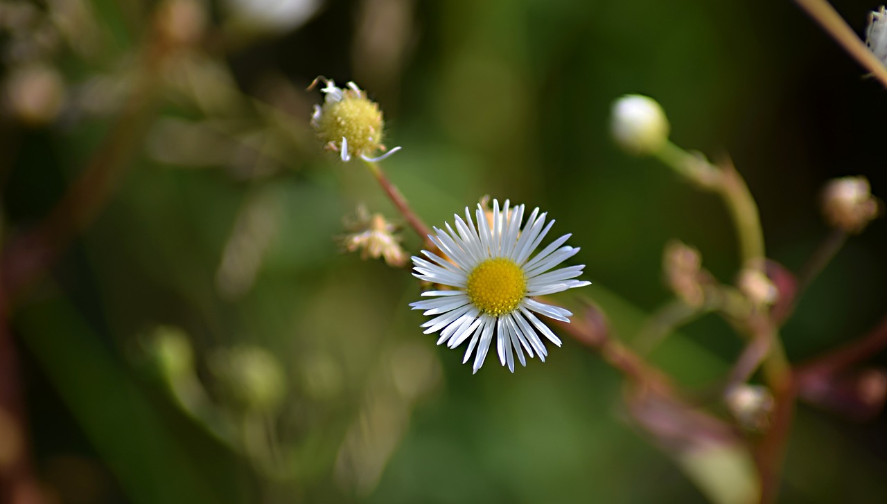 flower  field bloom  meadow free photo