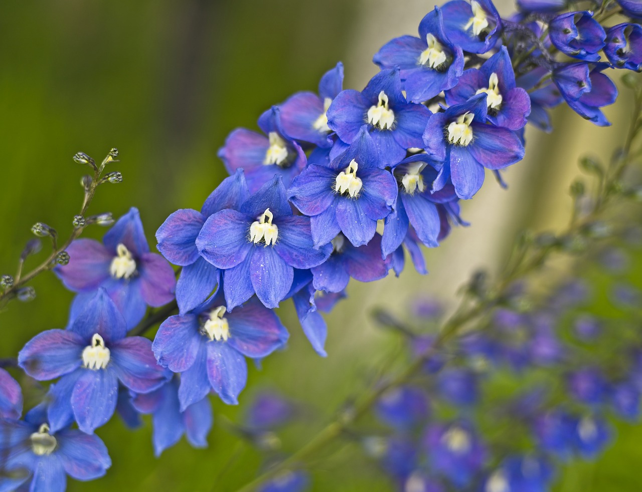 flower  delphinium  blue free photo