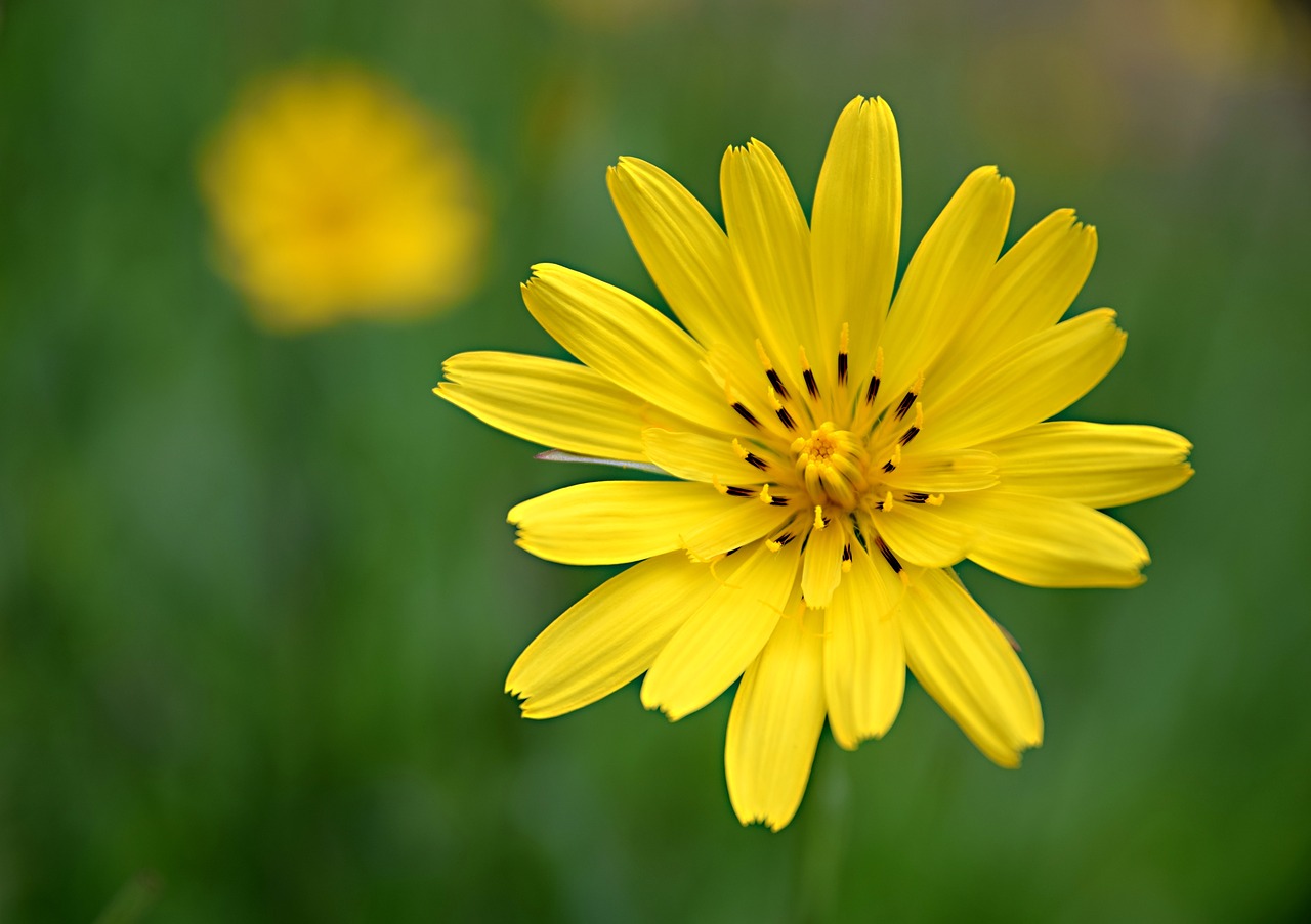 flower  field bloom  meadow free photo