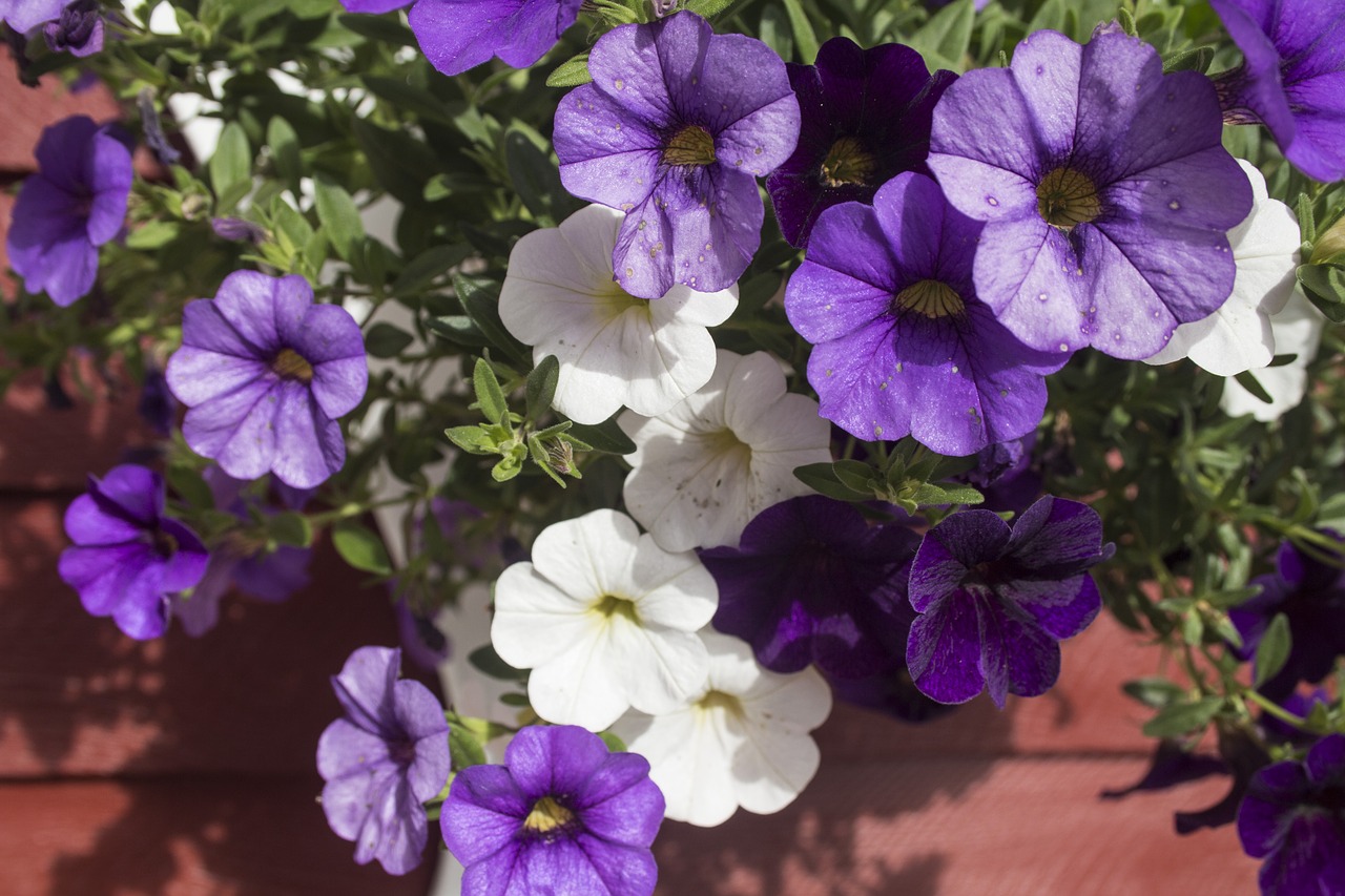 flower  garden  close up free photo