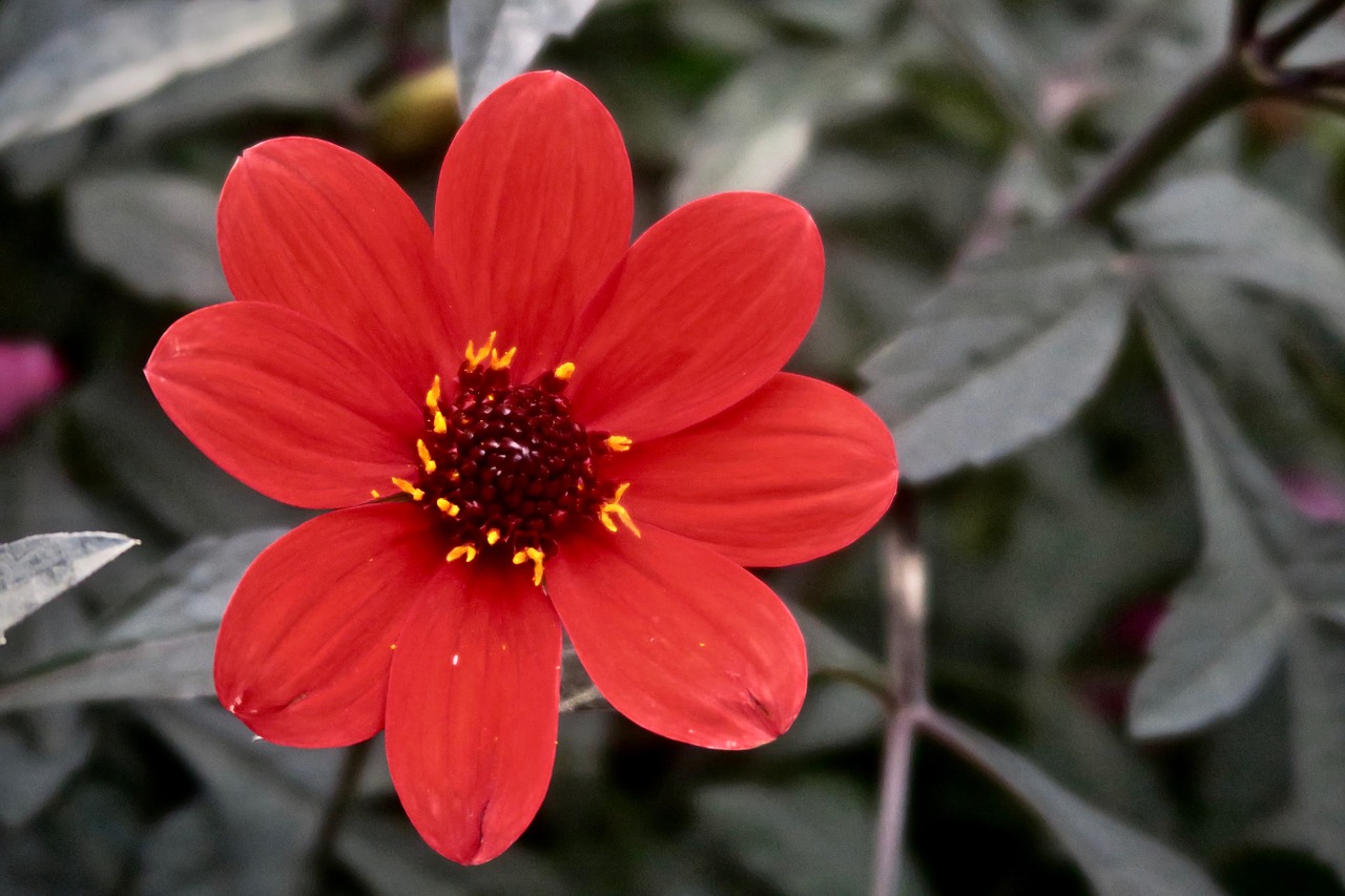 flower  red  nature free photo