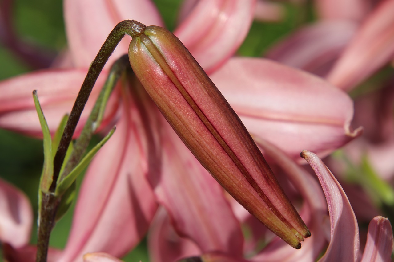 flower  blossom  bloom free photo