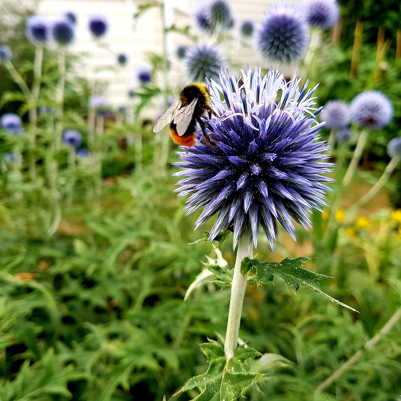 flower  floral  plant free photo