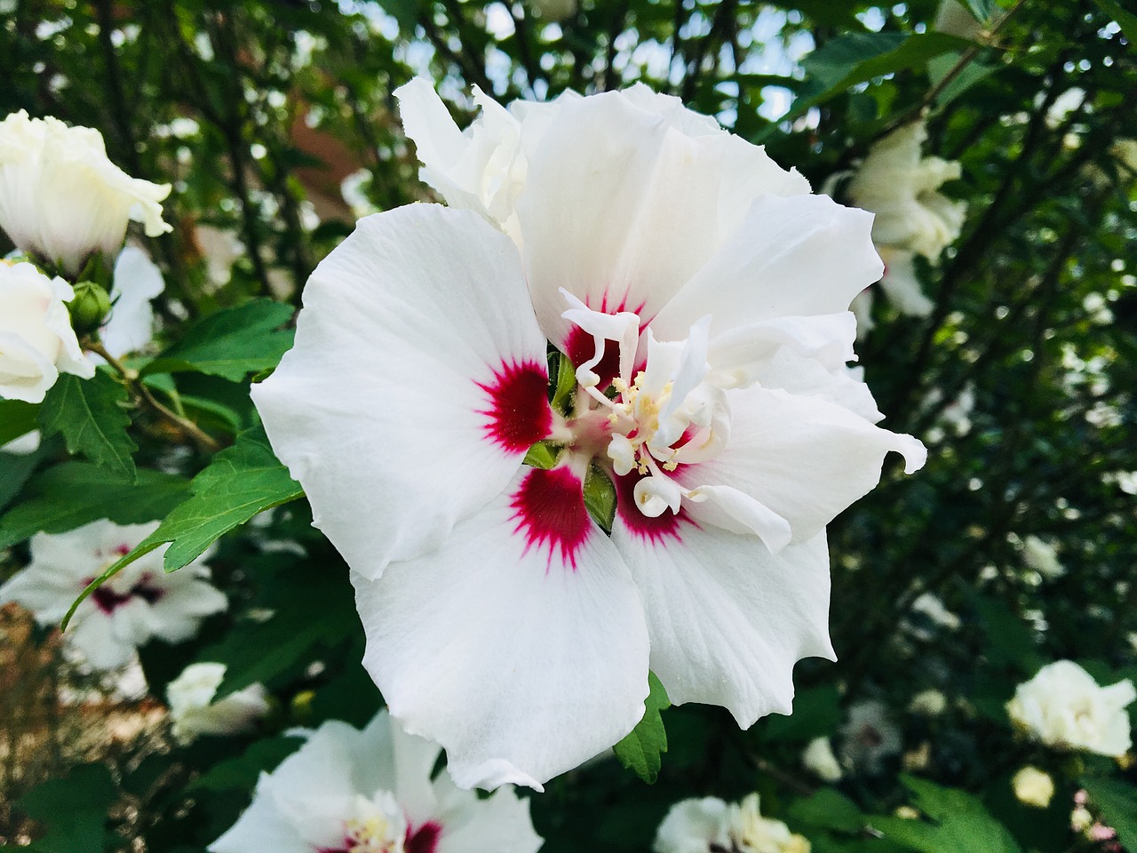 flower  white  summer free photo