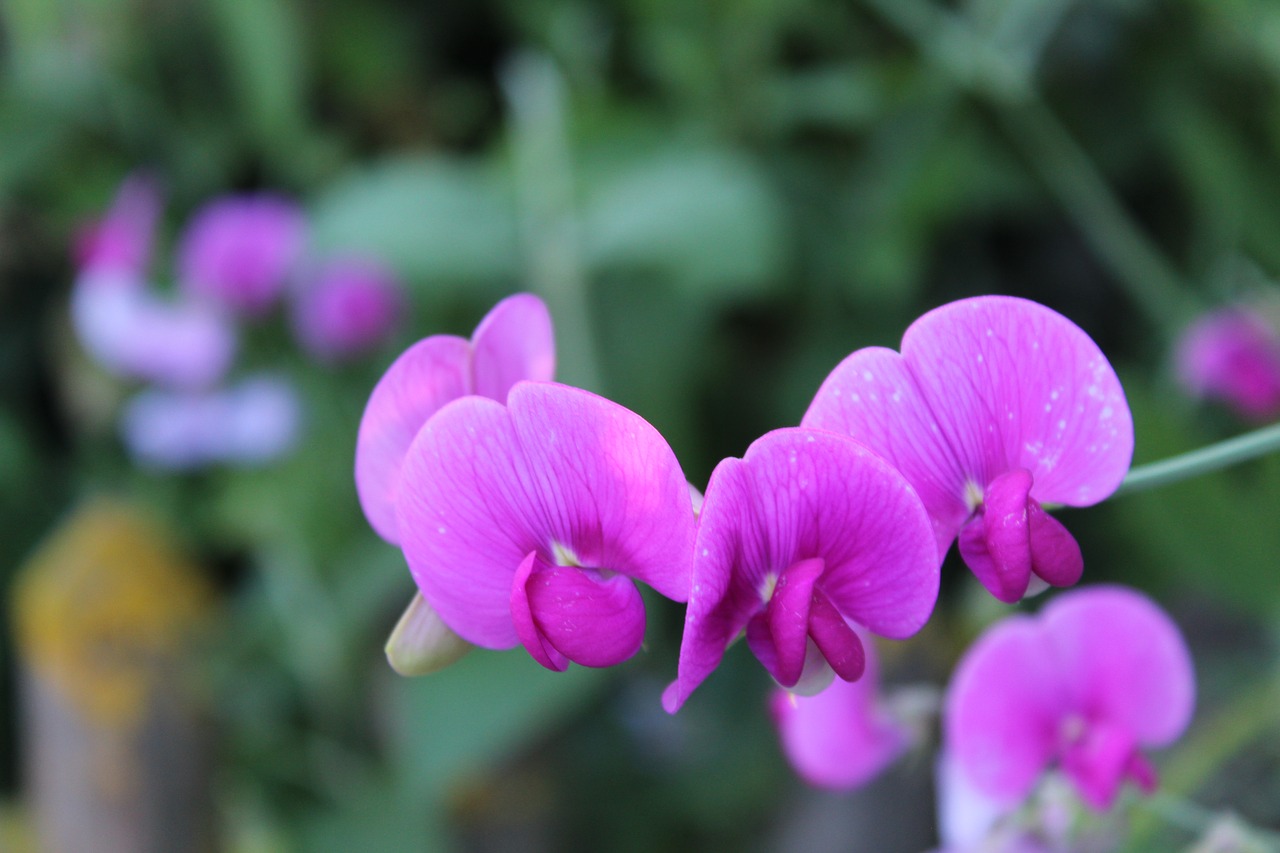 flower  purple  blossom free photo