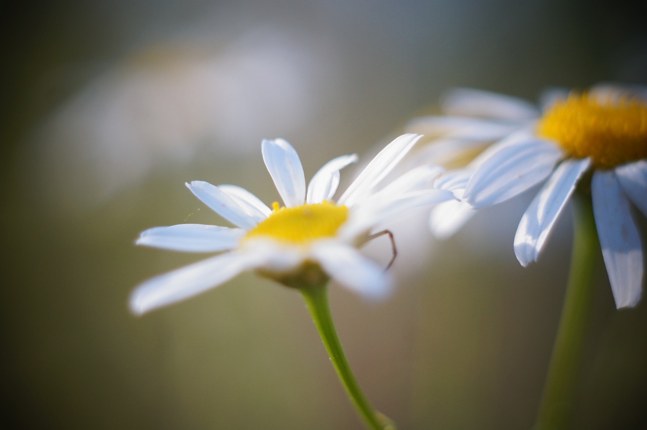 flower  macro  nature free photo