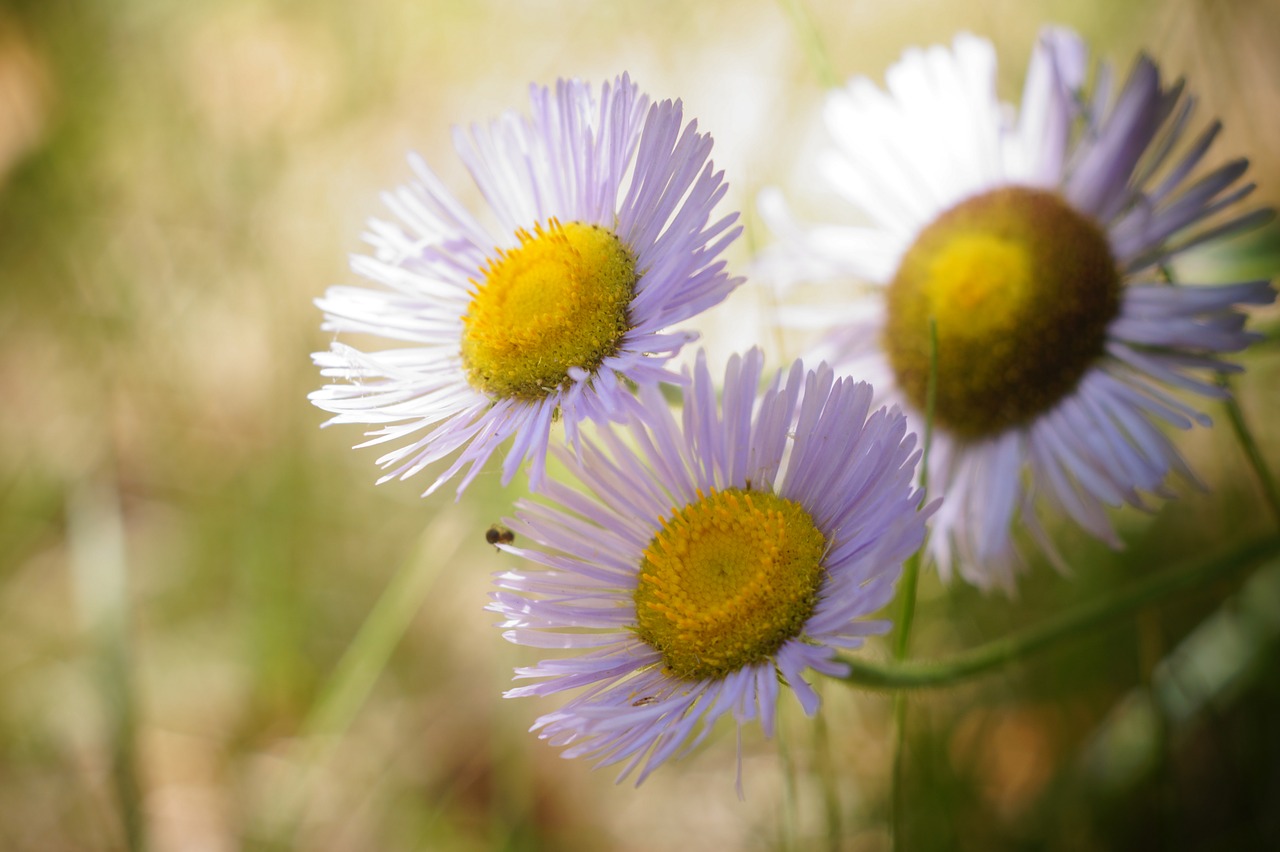 flower  summer  bloom free photo