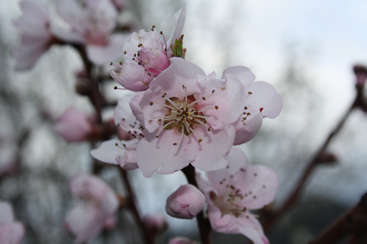flower  spring  almond tree free photo