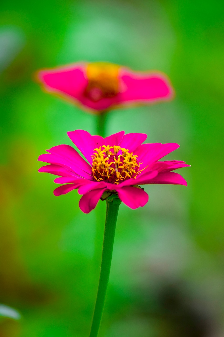 flower  pink flower  plant free photo