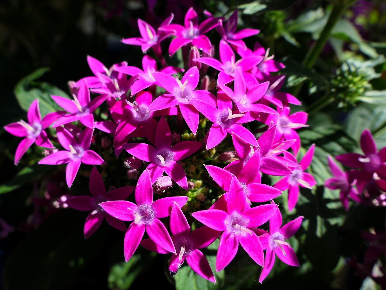 flower  stars  violet free photo