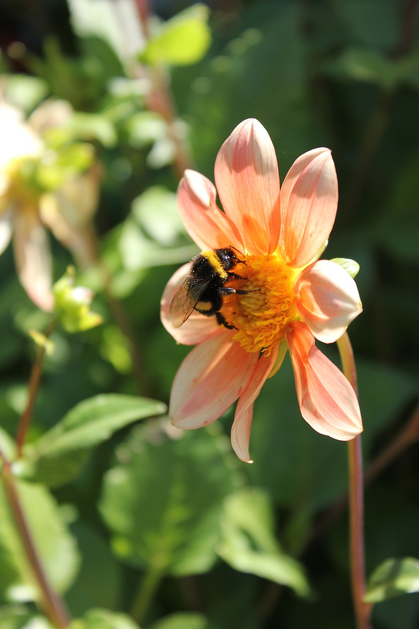 flower  hummel  close up free photo