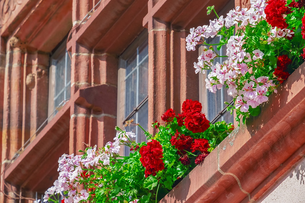 flower  geranium  building free photo