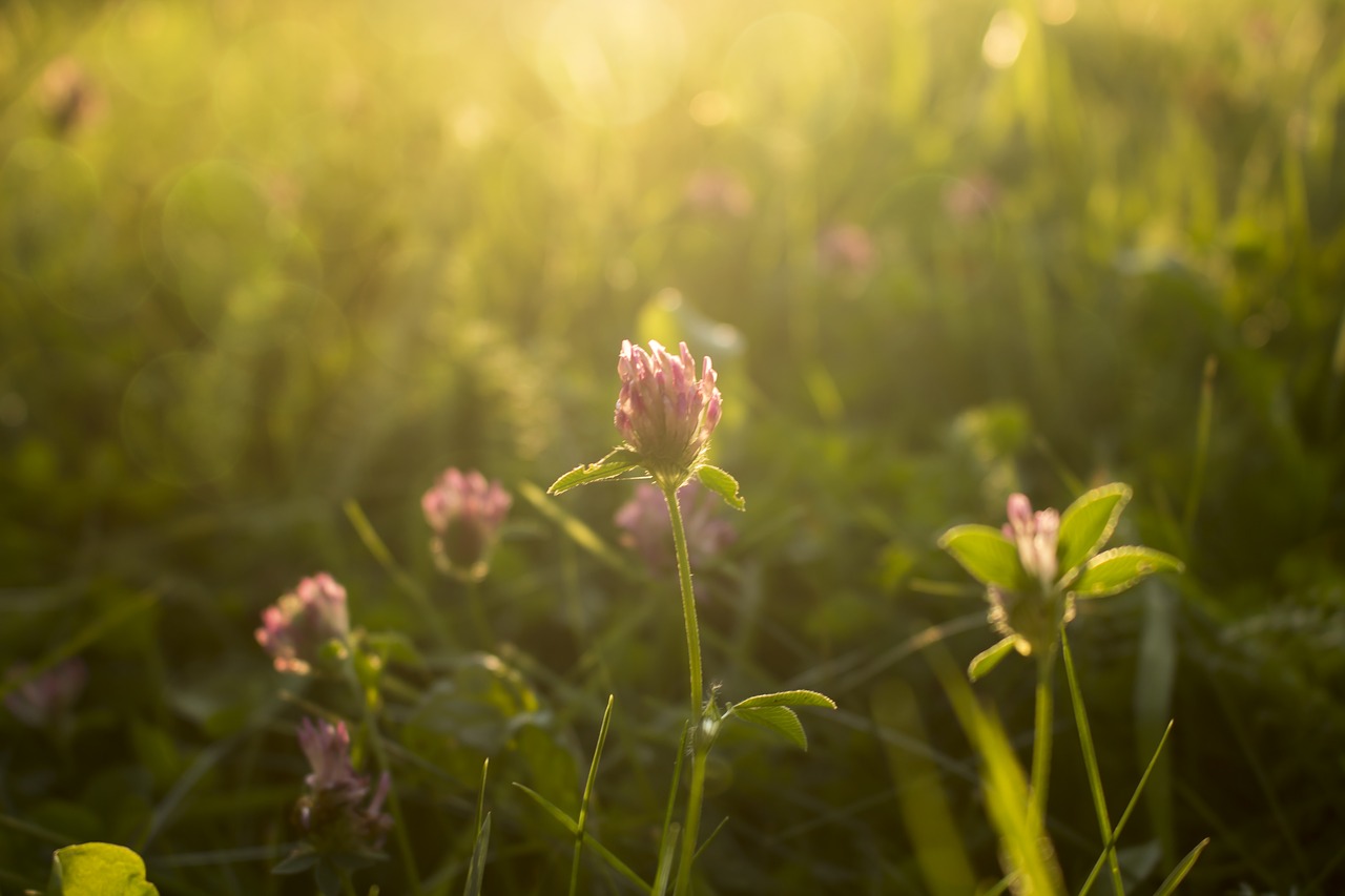 flower  sunset  grass free photo