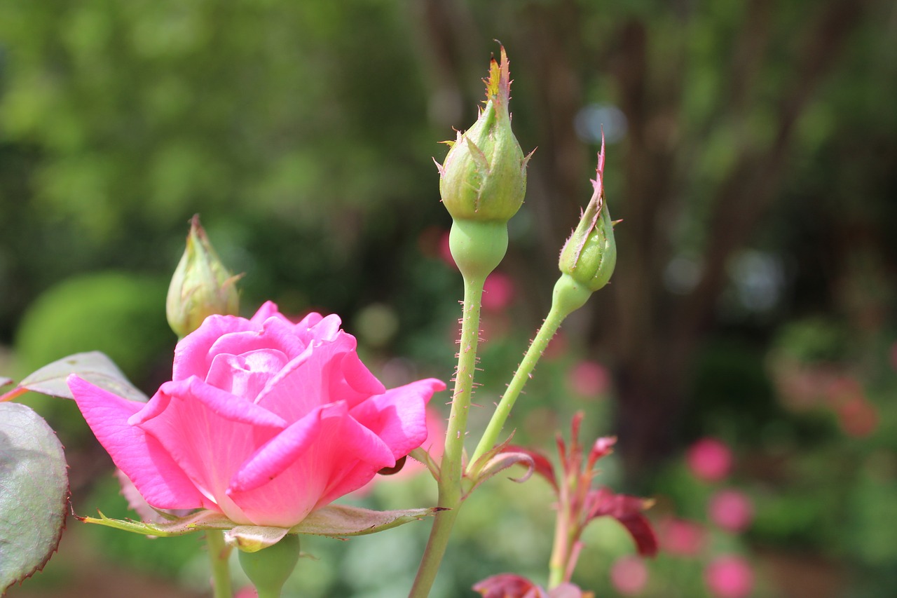 flower  nature  rose free photo